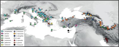 Phylogenetic data reveal a surprising origin of Euphorbia orphanidis (Euphorbiaceae) and environmental modeling suggests that microtopology limits its distribution to small patches in Mt. Parnassus (Greece)